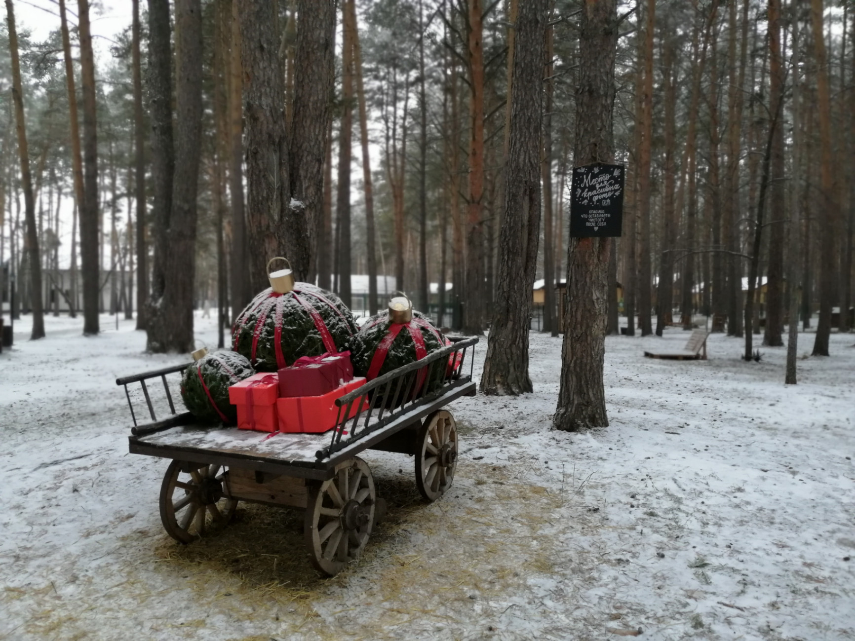 новогодний лес